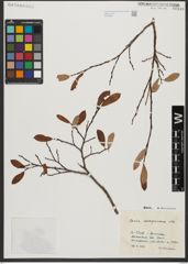 Foto von Salix waldsteiniana Willd.